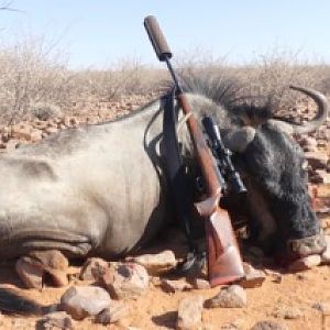 Blue Wildebeest Namibia