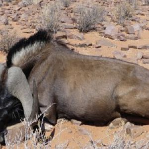 Black Wildebeest Namibia