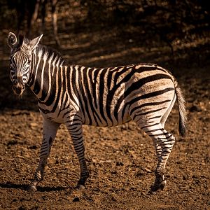 Burchell's Plain Zebra South Africa