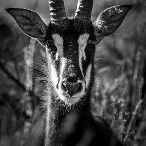 Sable Antelope in South Africa