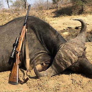 Zimbabwe Hunting Cape Buffalo