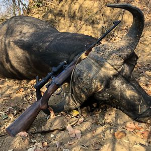 Hunting Cape Buffalo