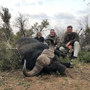 Buffalo Hunt South Africa