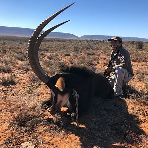 South Africa Hunt Sable Antelope