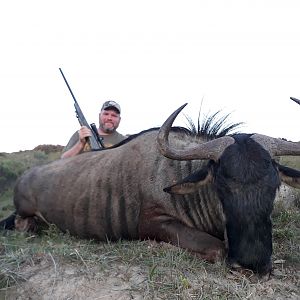 South Africa Hunting Blue Wildebeest