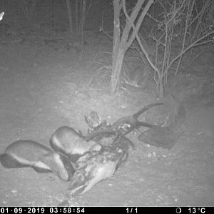 Trail Cam Pictures of African Honey Badger in South Africa