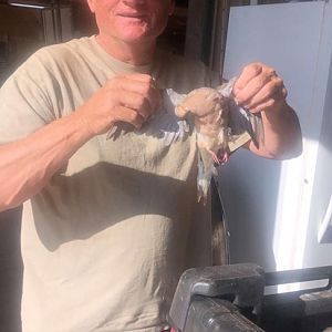 Texas USA Dove Wingshooting