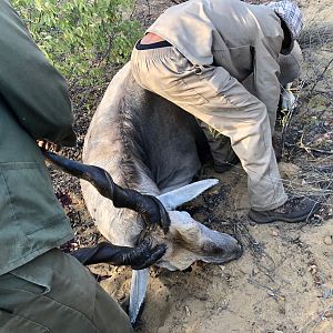 Hunt Eland in Namibia