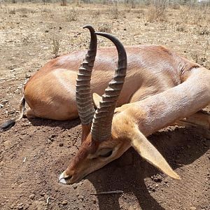 Gerenuk Hunt Tanzania