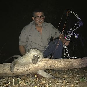 Vervet Monkey