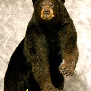 Black Bear Full Mount Taxidermy #1