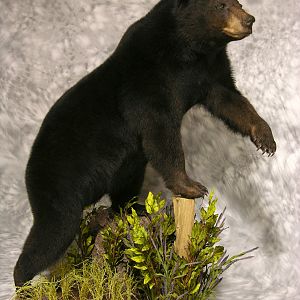 Black Bear Full Mount Taxidermy #1