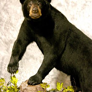 Black Bear Full Mount Taxidermy #2