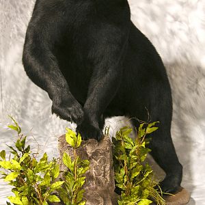 Black Bear Full Mount Taxidermy #2