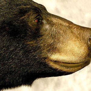 Black Bear Full Mount Taxidermy #2