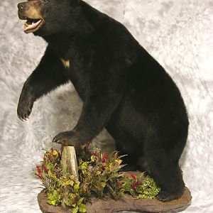 Black Bear Full Mount Taxidermy #3