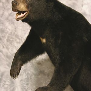 Black Bear Full Mount Taxidermy #3