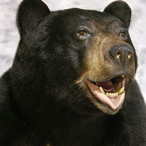 Black Bear Full Mount Taxidermy #3