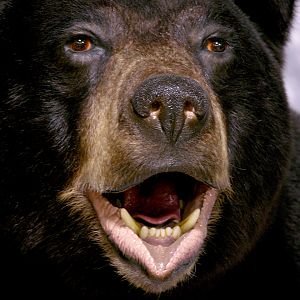 Black Bear Full Mount Taxidermy #3