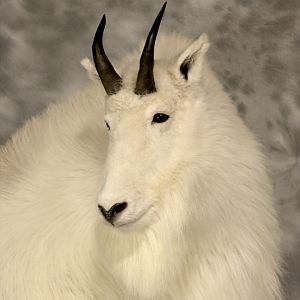 Mountain Goat Full Mount Taxidermy