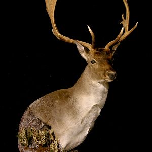 Fallow Deer Wall Pedestal with Habitat Taxidermy