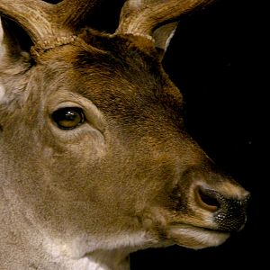 Fallow Deer Wall Pedestal with Habitat Taxidermy