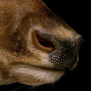 Fallow Deer Wall Pedestal with Habitat Taxidermy