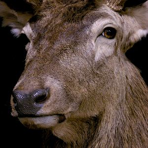 Red Stag Wall pedestal with Habitat Taxidermy