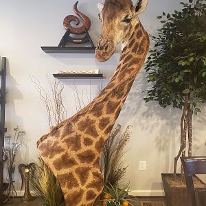 Giraffe Pedestal Mount Taxidermy After