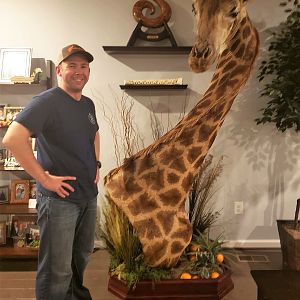 Giraffe Pedestal Mount Taxidermy After