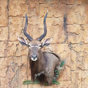 Nyala Wall Pedestal with Habitat Taxidermy