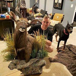 Nyala Wall Pedestal with Habitat Taxidermy