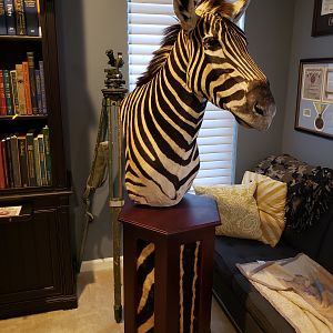 Burchell's Plain Zebra Pedestal Mount Taxidermy