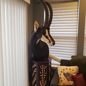 Sable Antelope Pedestal Mount Taxidermy