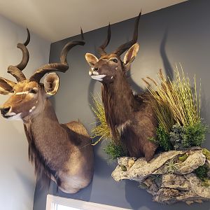 Kudu Shoulder Mount & Nyala Wall Pedestal with Habitat Taxidermy