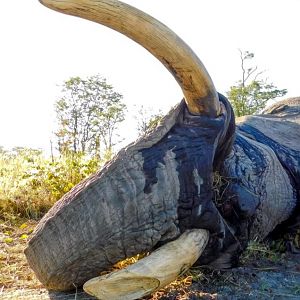 Hunt Elephant in Namibia