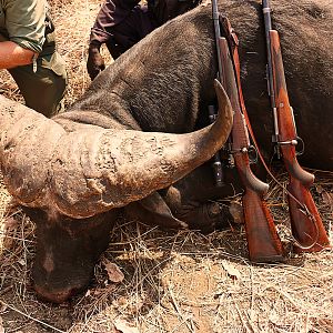 Hunt Cape Buffalo in Zambia