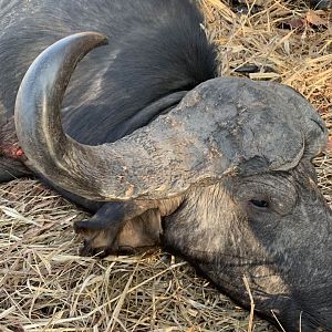 Cape Buffalo Hunt Zambia