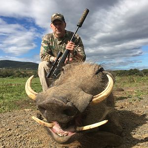 South Africa Hunting Warthog