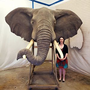 Elephant Replica