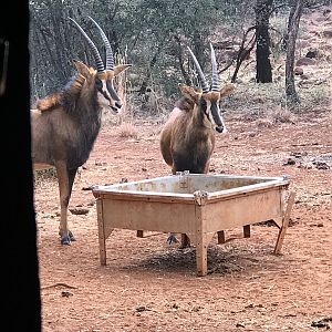 Sable Antelope Youngsters South Africa