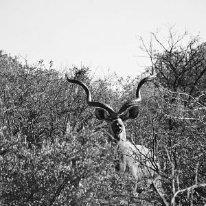 Kudu South Africa