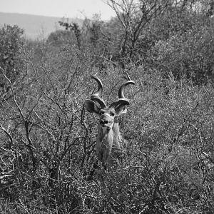 Kudu South Africa