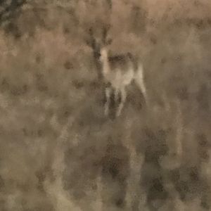 Reedbuck South Africa