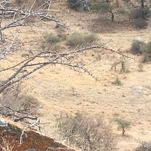 Hunting in Zimbabwe