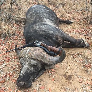 Hunt Cape Buffalo in Zimbabwe