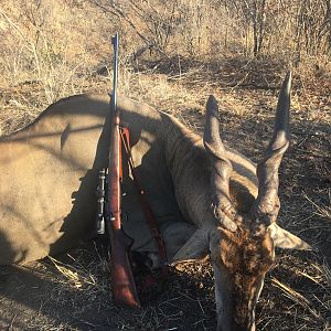 Hunting Eland in Zimbabwe