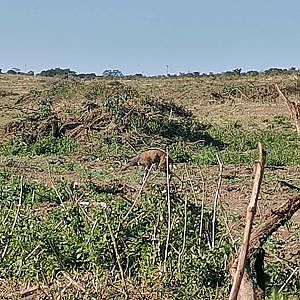 Bushbuck Walk & Stalk Bow Hunt