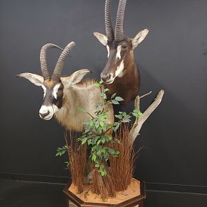 Roan & Sable Double Pedestal Mount Taxidermy