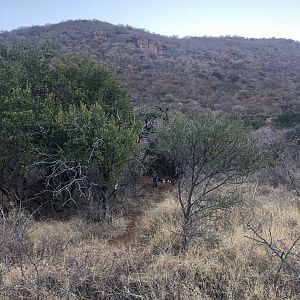 Hunting Night Critters & Small Cats South Africa